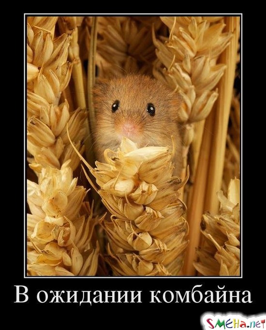 В ожидании комбайна