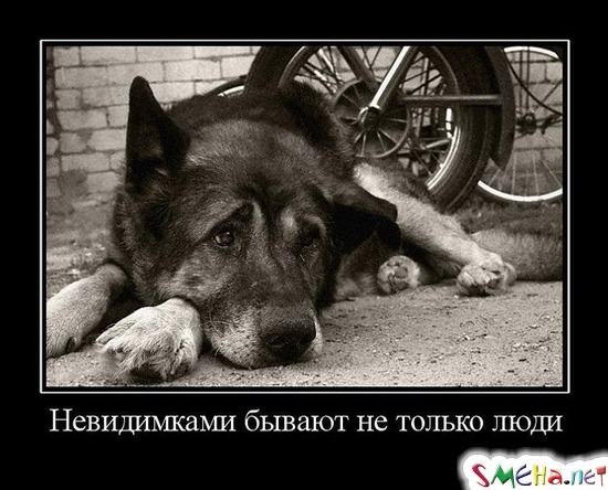 Невидимками бывают не только люди
