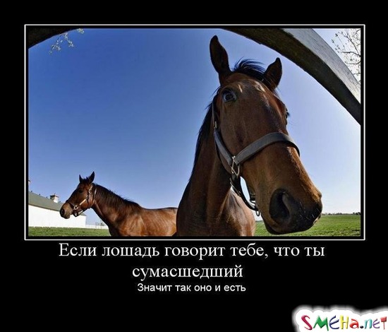 Если лошадь говорит тебе, что ты сумасшедший - Значит так оно и есть