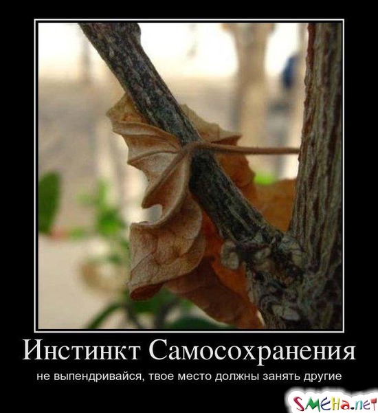 Инстинкт Самосохранения - не выпендривайся, твое место должны занять другие