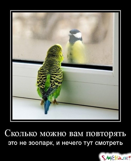 Сколько можно вам повторять - это не зоопарк, и нечего тут смотреть