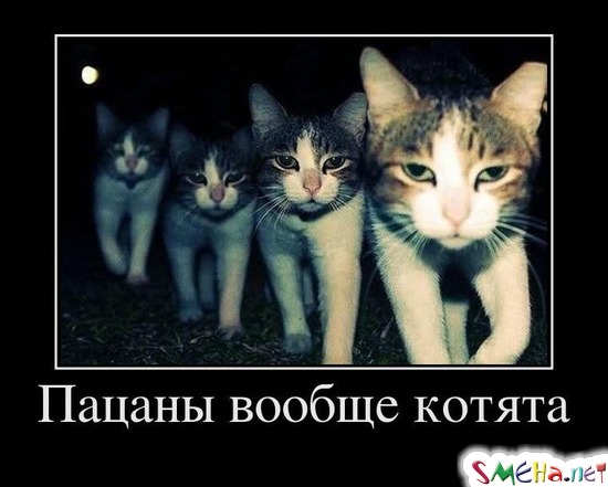 Пацаны вообще котята