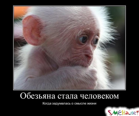 Обезьяна стала человеком, - когда задумалась о смысле жизни