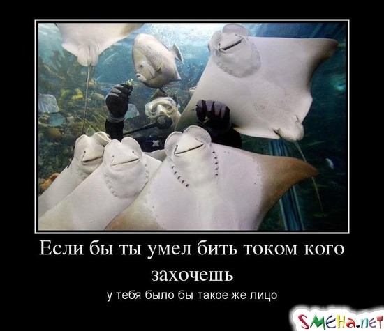 Если бы ты умел бить током кого захочешь - у тебя было бы такое же лицо