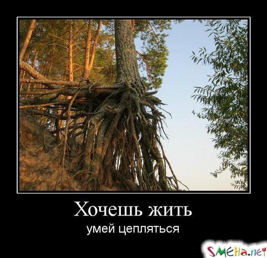 Хочешь жить - умей цепляться