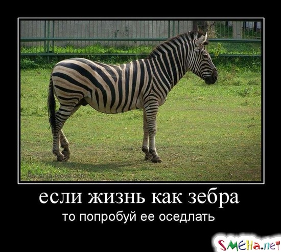 если жизнь как зебра - то попробуй ее оседлать