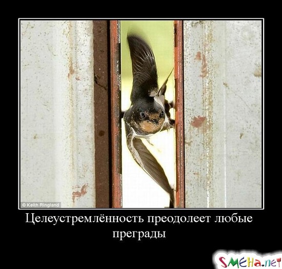 Целеустремлённость преодолеет любые преграды