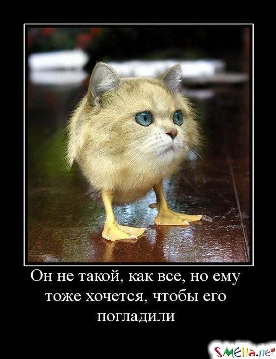 Он не такой, как все, но ему тоже хочется, чтобы его погладили