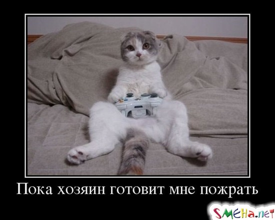 Пока хозяин готовит мне пожрать