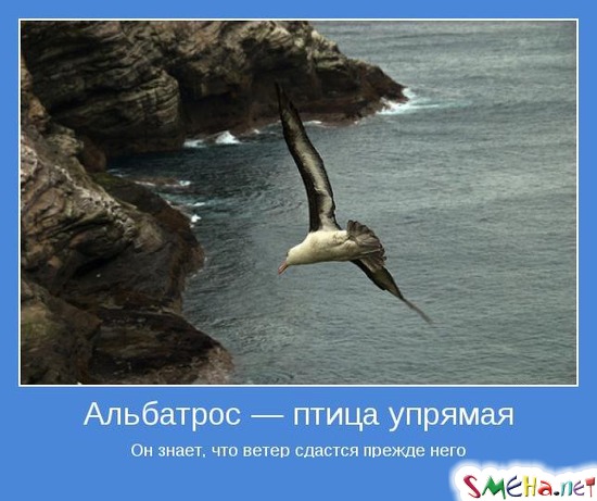 Альбатрос — птица упрямая Он знает, что ветер сдастся прежде него
