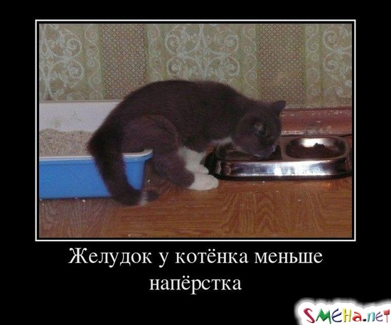 Желудок у котёнка меньше напёрстка