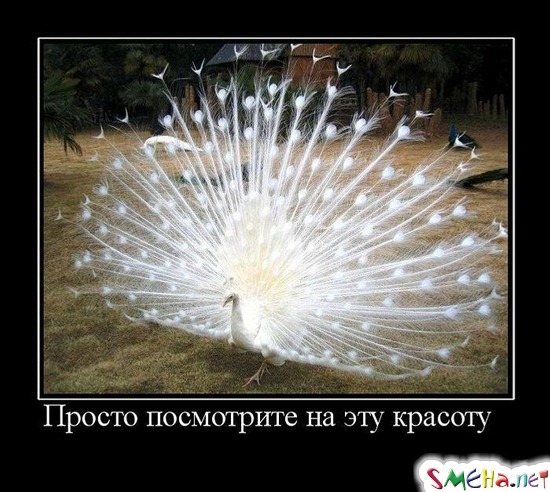 Просто посмотрите на эту красоту