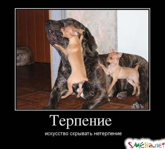 Терпение - искусство скрывать нетерпение