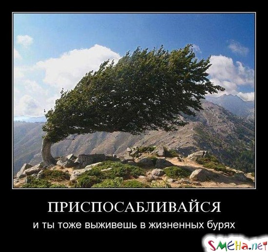 ПРИСПОСАБЛИВАЙСЯ - и ты тоже выживешь в жизненных бурях