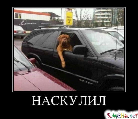 НАСКУЛИЛ
