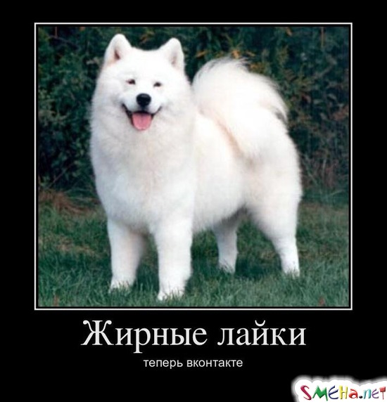 Жирные лайки теперь вконтакте