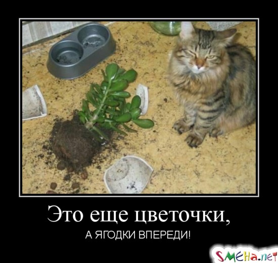 Это еще цветочки, А ЯГОДКИ ВПЕРЕДИ!
