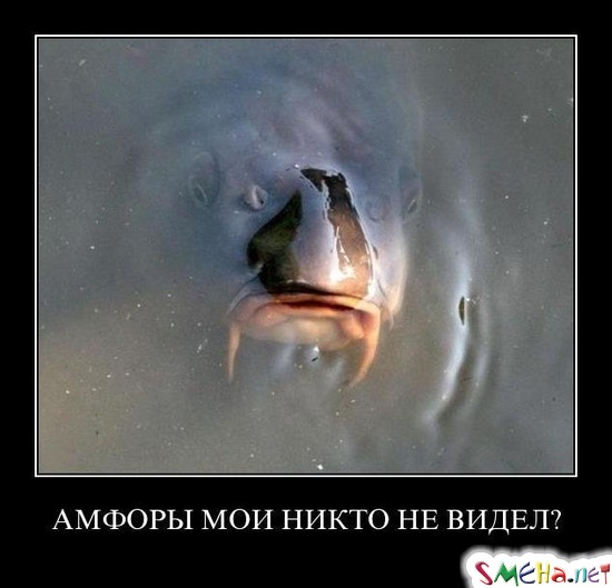 АМФОРЫ МОИ НИКТО НЕ ВИДЕЛ?