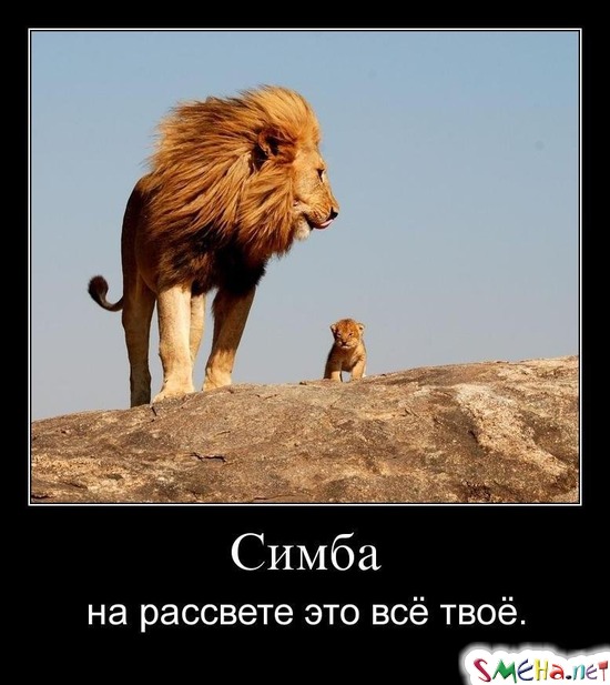 Симба - на рассвете это всё твоё.