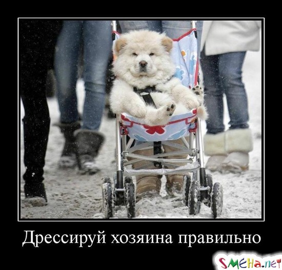 Дрессируй хозяина правильно