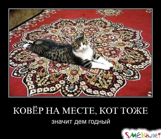 КОВЁР НА МЕСТЕ, КОТ ТОЖЕ - значит дем годный