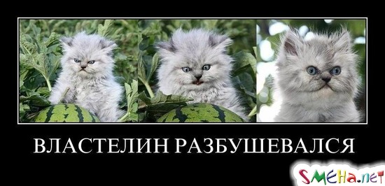 ВЛАСТЕЛИН РАЗБУШЕВАЛСЯ