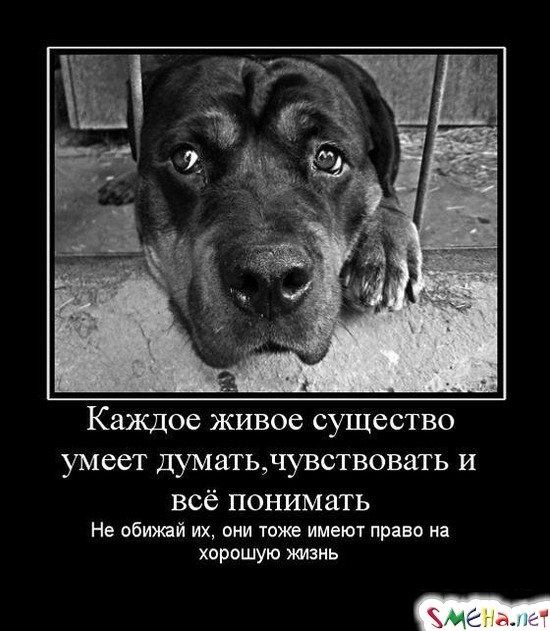 Каждое живое существо умеет думать, чувствовать и всё понимать - Не обижай их, они тоже имеют право на хорошую жизнь