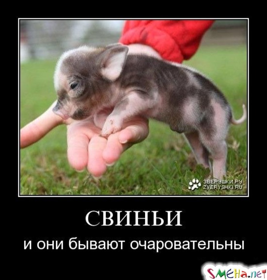СВИНЬИ - и они бывают очаровательны
