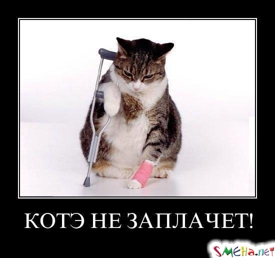 КОТЭ НЕ ЗАПЛАЧЕТ!