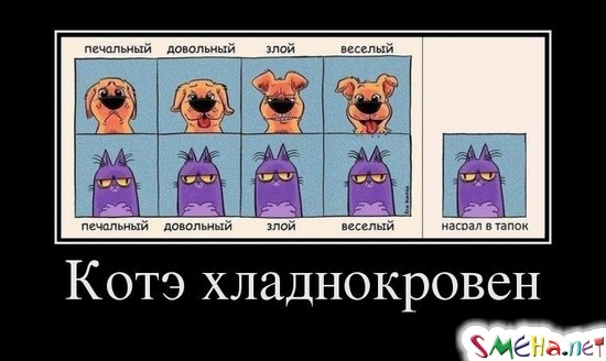 Котэ хладнокровен