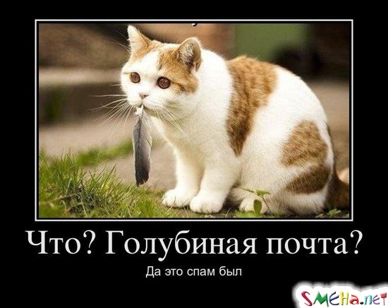 Что? Голубиная почта? - Да это спам был