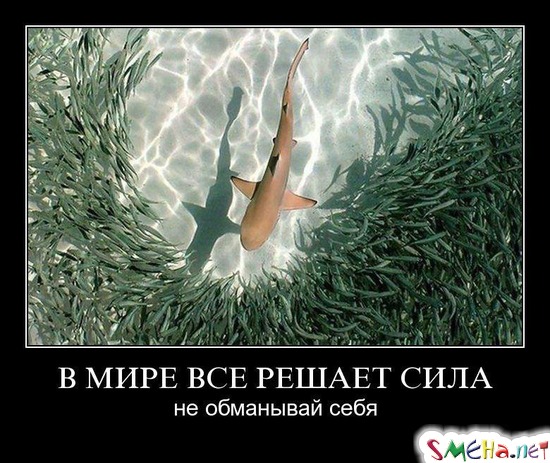 В МИРЕ ВСЕ РЕШАЕТ СИЛА - не обманывай себя