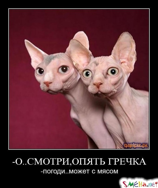О.. СМОТРИ,ОПЯТЬ ГРЕЧКА - погоди.. может с мясом