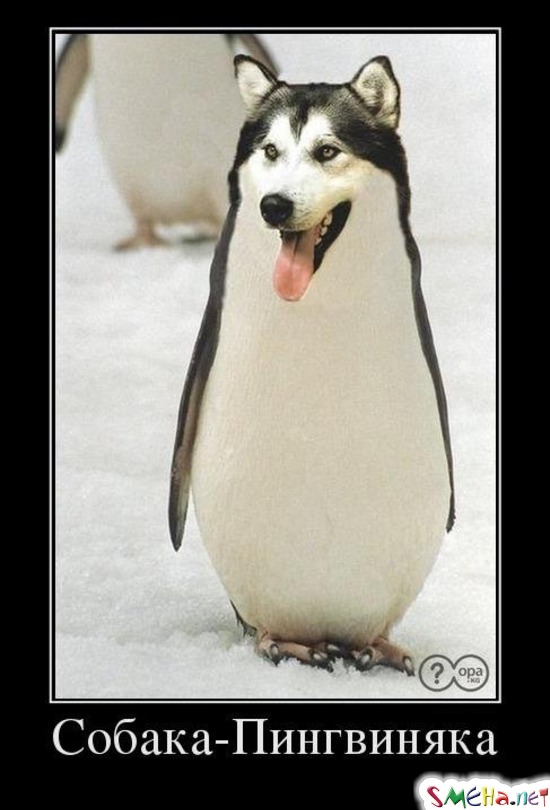 Собака - Пингвиняка