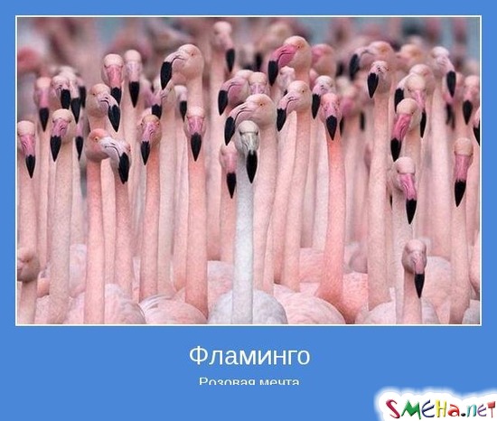 Фламинго - Розовая мечта
