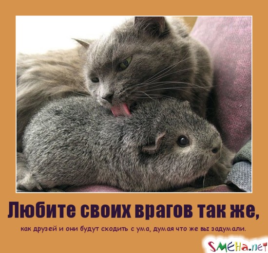 Любите своих врагов так же, - как друзей и они будут сходить с ума, думая что же вы задумали.