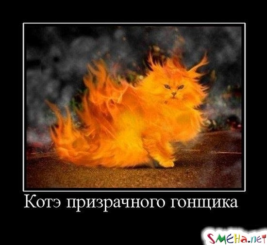 Котэ призрачного гонщика