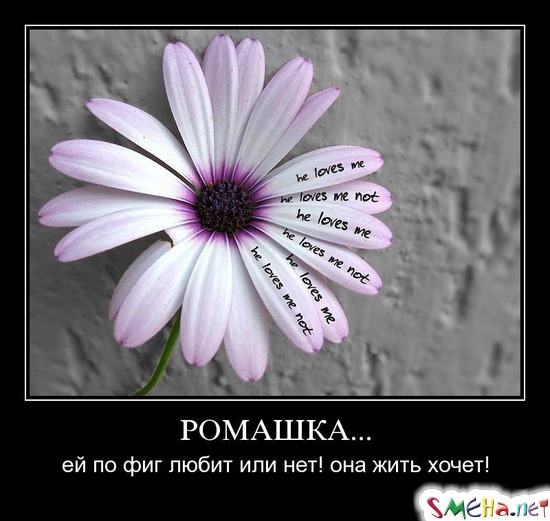 РОМАШКА... - ей по фиг любит или нет! она жить хочет!