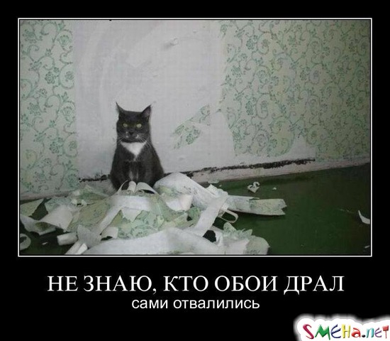 НЕ ЗНАЮ, КТО ОБОИ ДРАЛ - сами отвалились