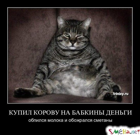 КУПИЛ КОРОВУ НА БАБКИНЫ ДЕНЬГИ - обпился молока и обожрался сметаны