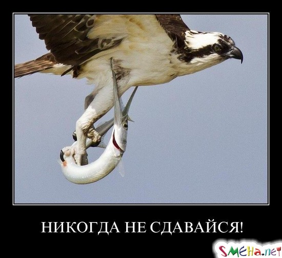 НИКОГДА НЕ СДАВАЙСЯ!