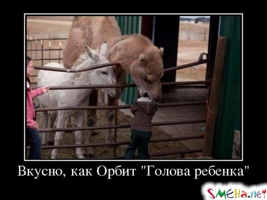 Вкусно, как Орбит Голова ребенка
