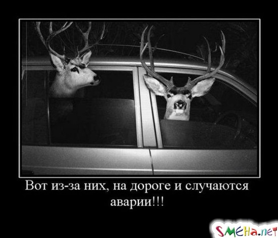 Вот из-за них, на дороге и случаются аварии!!!