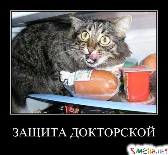 ЗАЩИТА ДОКТОРСКОЙ