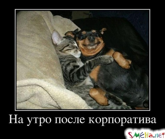 На утро после корпоратива