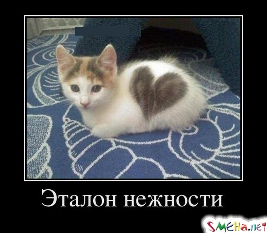 Эталон нежности