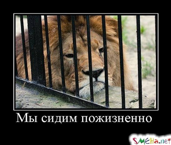 Мы сидим пожизненно