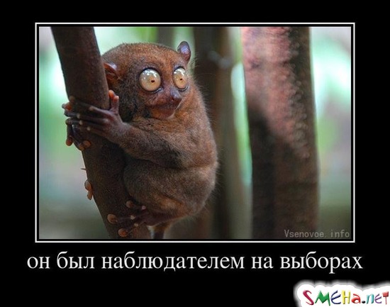 Он был наблюдателем на выборах