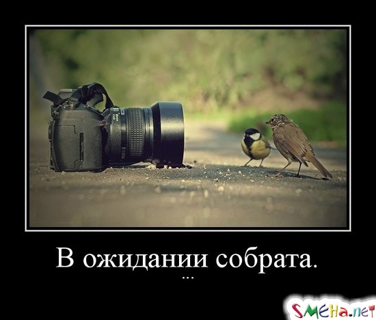 В ожидании собрата. - ...