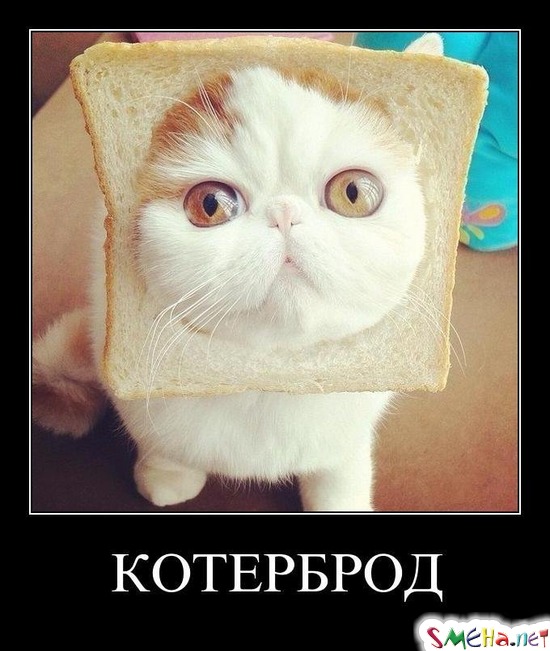 КОТЕРБРОД